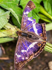 Purple Emperor Butterfly. Wings Open