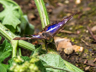 Purple Emperor Butterfly. Wings Open