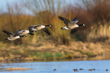 Canada Goose, Branta canadensis, birds in flight over winter marshes