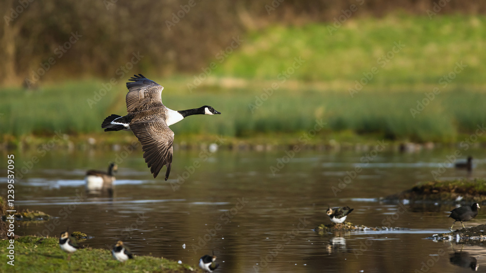 Wall mural Canada Goose, Branta canadensis, bird in flight over winter marshes