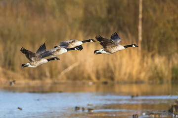 Canada Goose, Branta canadensis, birds in flight over winter marshes