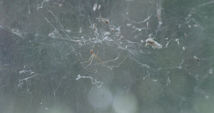 daddy long legs spider handing upside down on web