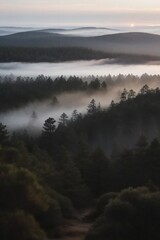 Foggy Forest 