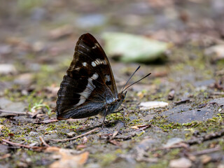 Purple Emperor Butterfly. Wings Closed.