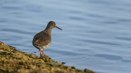 Common Redshank, Tringa totanus, bird on winter marshes