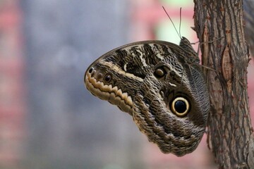 Butterfly on the tree trunk