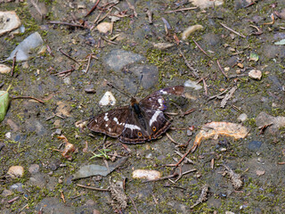 Purple Emperor Butterfly. Wings Open
