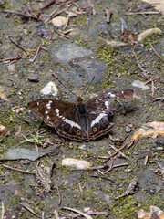 Purple Emperor Butterfly. Wings Open