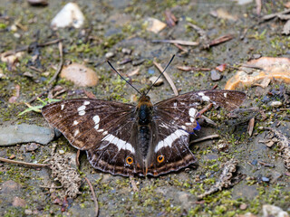 Purple Emperor Butterfly. Wings Open