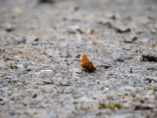 Silver-washed Fritillary. Side View