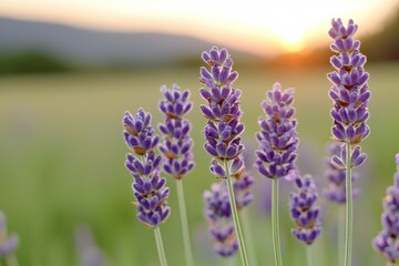 Lavender blossoms at sunset in serene countryside landscape