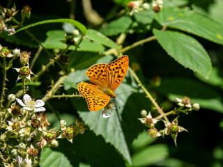 Silver-washed Fritillary. Wings Open.