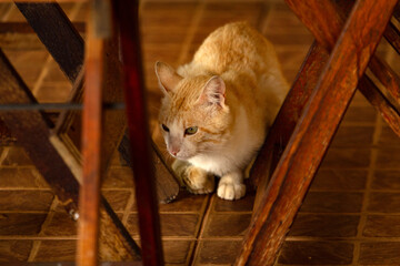 Um gato amarelo fotografado entre mesa e cadeiras de madeira.