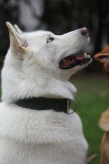 Obraz premium Nice withe husky.