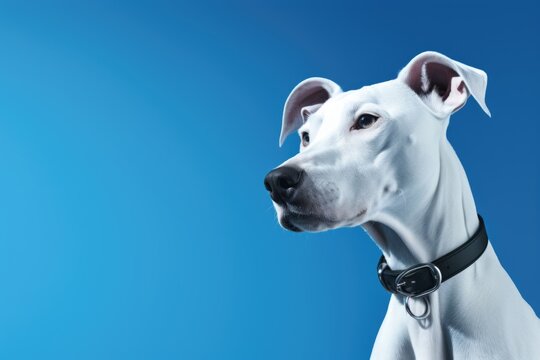 White dog portrait on blue background. Close-up of friendly pet with collar. Loyal companion concept. Copy space for pet care, adoption, or animal welfare message. - Powered by Adobe
