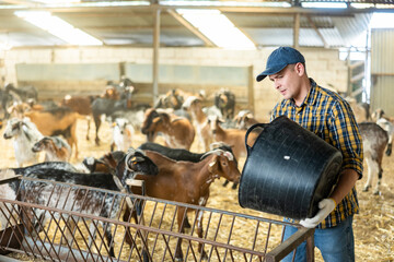 Man pouring dry food from bucket into goat feeder at farm