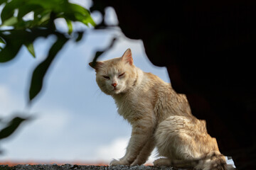 Um gato amarelo, sentado, descansando sobre o muro de uma casa, com céu azul ao fundo.