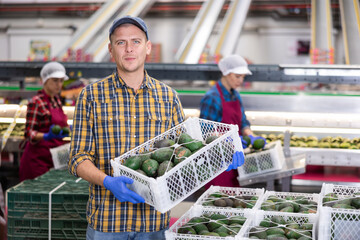 Skilled male employee in checkered shirt and cap carrying plastic box with fresh ripe Hass avocados...