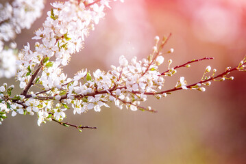 Obraz premium Cherry blossom branch in the garden in spring 
