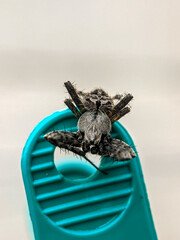 Araneidae spiders can be seen waiting for prey while folding their long legs into a coloured and patterned abdomen for camouflage.