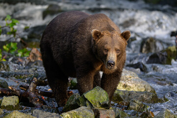 North America, USA, Alaska, Lake Clark North America, Alaskan Brown Bear