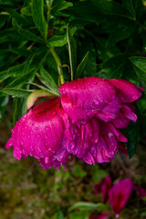 The peony or paeony. pink flowers in garden.