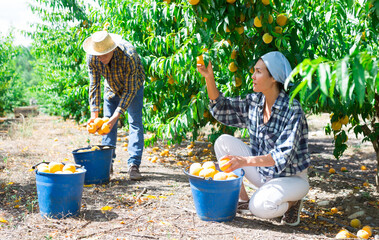 Two plantation workers harvseting peaches and filling buckets with them.