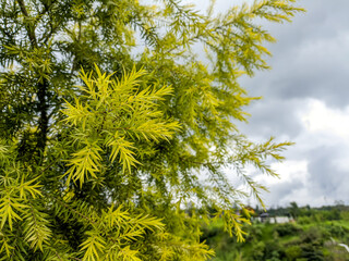 Melaleuca bracteata or Golden tea tree from the Myrtaceae family is often found as an ornamental...