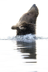 North America, USA, Alaska, Lake Clark North America, Alaskan Brown Bear
