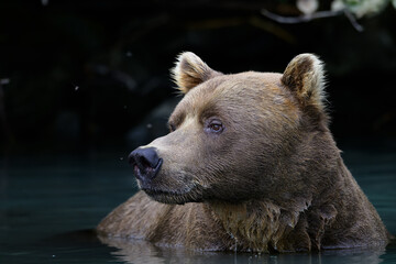 North America, USA, Alaska, Lake Clark North America, Alaskan Brown Bear