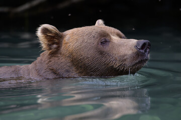 North America, USA, Alaska, Lake Clark North America, Alaskan Brown Bear