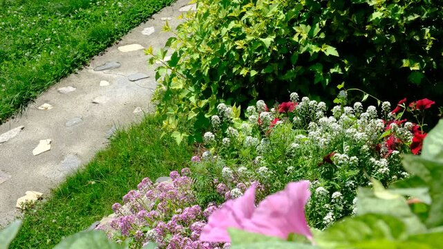White Alyssum flowers, Sweet Alice Lobularia Maritima on home garden. Summer hot windy day. Courtyard	