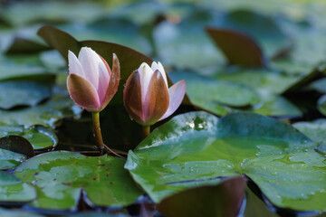 Blooming Water Lilies on a Tranquil Pond