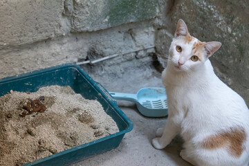 Cat going to the bathroom in his litter box, cat litter box concept