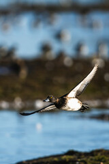 Tufted Duck, Aythya fuligula, female in flight over winter marshes
