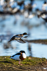 Tufted Duck, Aythya fuligula, female in flight over winter marshes