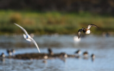 Tufted Duck, Aythya fuligula, female in flight over winter marshes