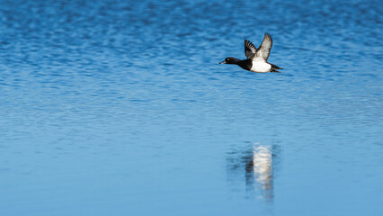 Tufted Duck, Aythya fuligula, male in flight over winter marshes