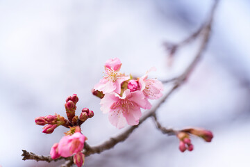梅の花