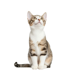 A curious tabby cat sitting upright, looking upwards, against a white isolate background.