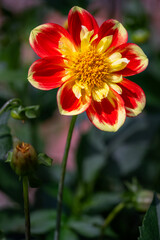Beautiful red and yellow flower of Dahlia 