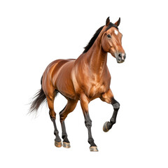 Naklejka premium A stunning brown horse in motion, showcasing strength and grace against a white isolated background.