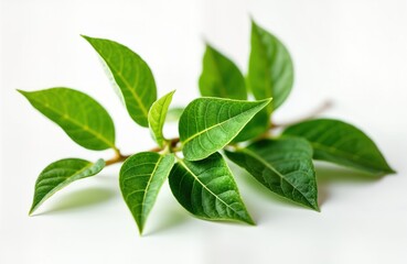 Obraz premium Fresh green tea leaves close up on white background. Close view of vibrant green leaves. Natural organic tea leaves. Healthy, fresh ingredients. Plant freshness. Summer drink ingredient. Aromatic