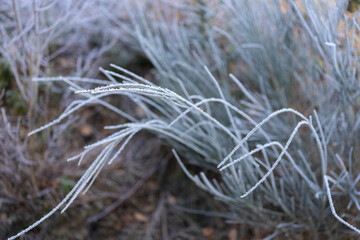 Obraz premium Beautiful frosty morning in the winter forest. Trees and plants covered with frost