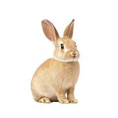 Fototapeta premium Cute rabbit sitting gracefully on a white isolated background.
