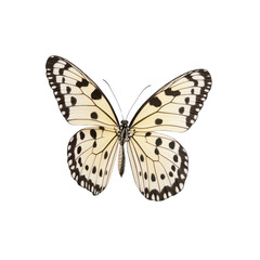 Detailed view of a butterfly with striking black and white patterns, isolated on a white background.