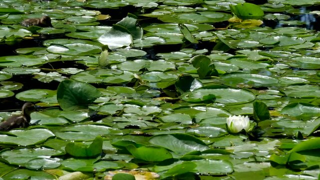 A serene white lotus flower stands out amidst lush green lily pads in a tranquil pond at Yala National Park, Sri Lanka. Perfect for nature and serenity concepts, eco-tourism promotions, and high
