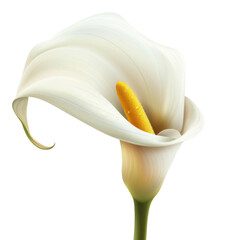 beautiful white calla lily flower with yellow stamen, showcasing elegant curves and smooth textures, perfect for floral designs and nature themes