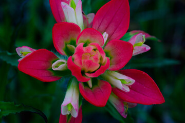 North America, USA, Texas, Marble Falls, Indian Paintbrush