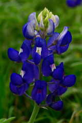 North America, USA, Texas, Marble Falls, Texas Bluebonnets
